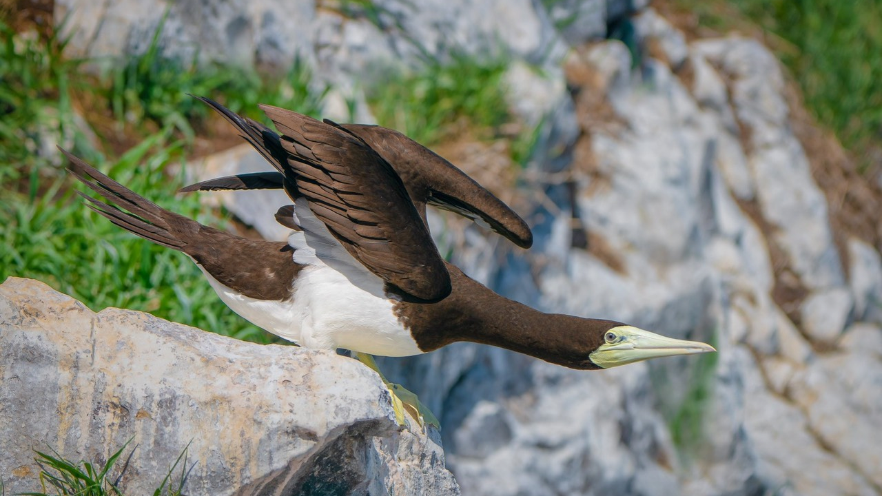 Vườn Quốc gia Côn Đảo chim điên bụng trắng