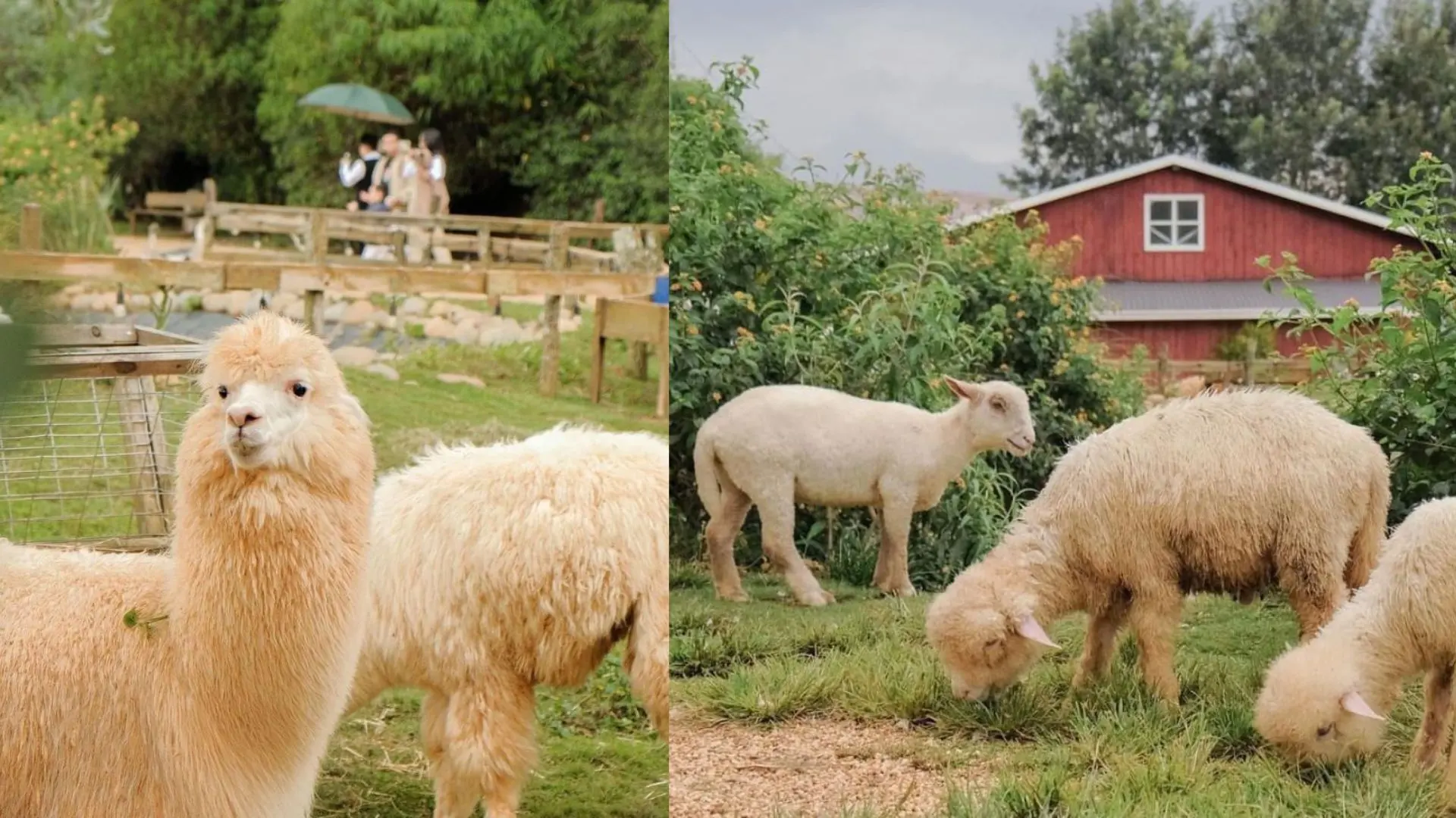 Vườn thú ZooDoo vé máy bay Hà Nội Đà Lạt